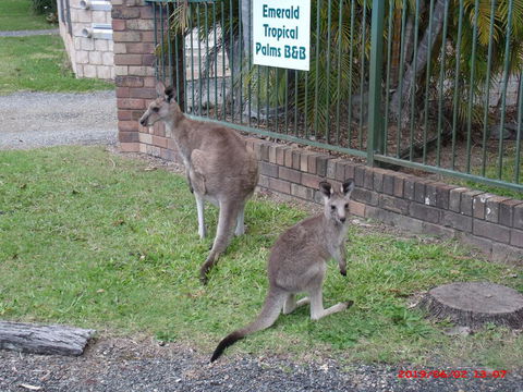 Emerald Tropical Palms B & B - Accommodation QLD 1