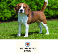 Fig Tree Retro Studio - Accommodation QLD
