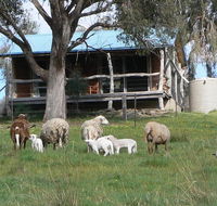 Gaddleen Grove Cottages - Accommodation QLD