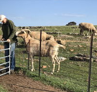 Gilgraves Vineyard Farmstay - Accommodation QLD