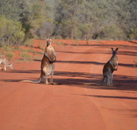 Gundabooka National Park Cottages - Accommodation QLD