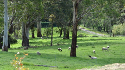 JAN'S ART STUDIO AT ASHBY RISE - Accommodation QLD 0