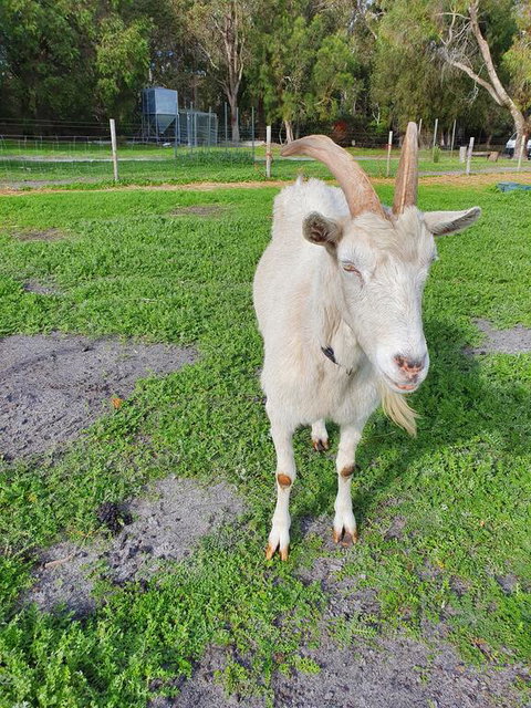 Kerriley Park FarmStay - Accommodation QLD 2
