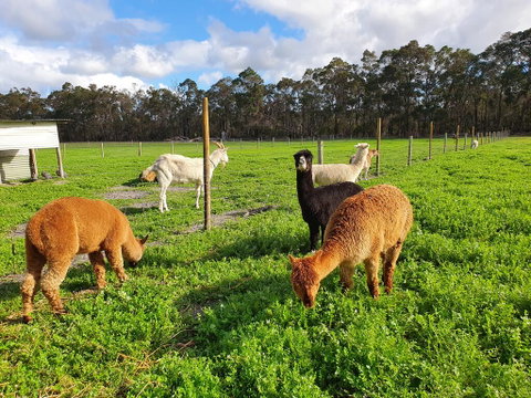 Kerriley Park FarmStay - Accommodation QLD 3