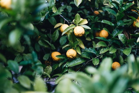 Lemon Tree Cottage - Bendeela - Accommodation QLD 1