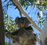 Levi Park Caravan Park - Accommodation QLD