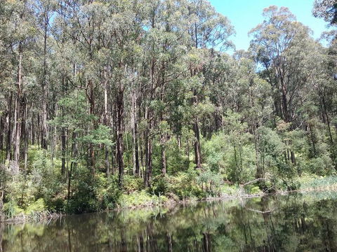 Lyrebird Gully Retreat - Accommodation QLD 2