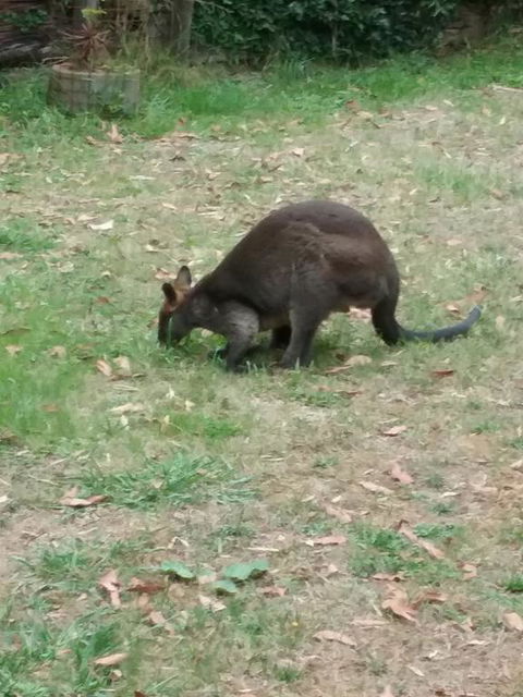 Lyrebird Gully Retreat - Accommodation QLD 1