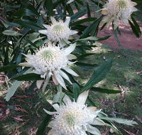 Lyrebird Gully Retreat - Accommodation QLD