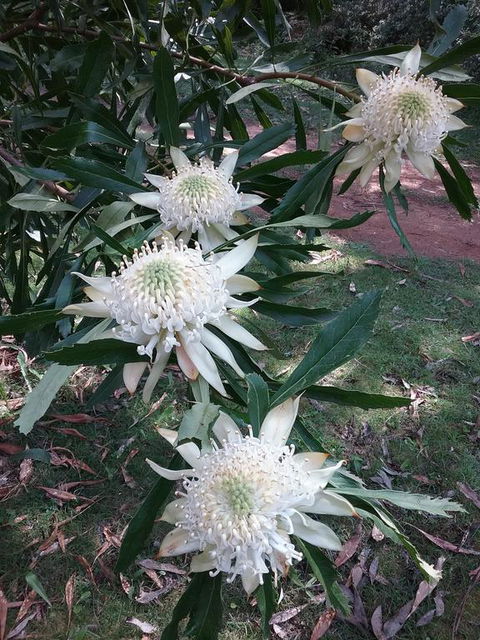Lyrebird Gully Retreat - Accommodation QLD 0