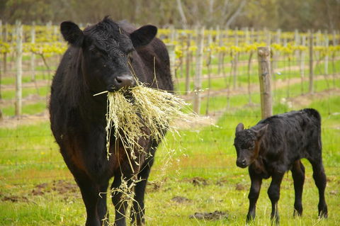 Naimanya Cottage - Accommodation QLD 0