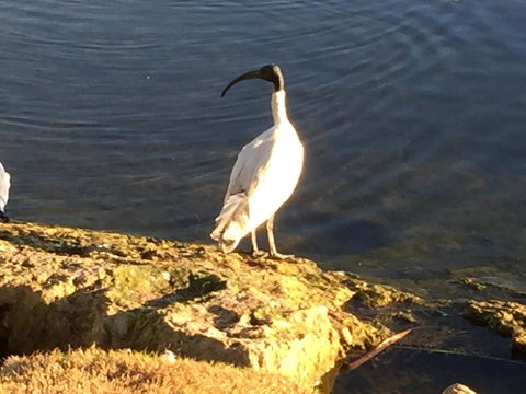 Lakeside Views - Accommodation QLD 16