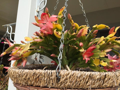 Lakeside Views - Accommodation QLD 13