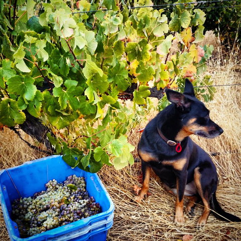 Hotham Ridge Estate - Accommodation QLD 33