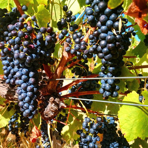 Hotham Ridge Estate - Accommodation QLD 32