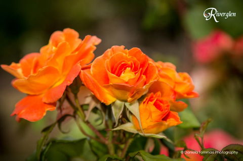 Riverglen Chalets - Accommodation QLD 39