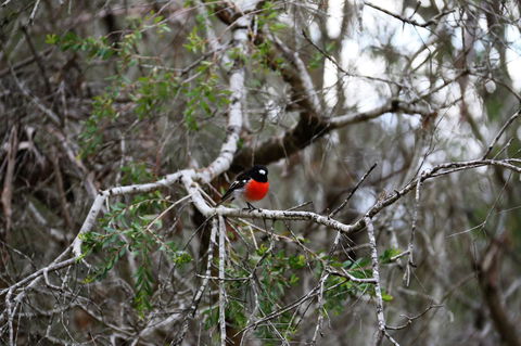 Treenbrook Cottages - Accommodation QLD 5