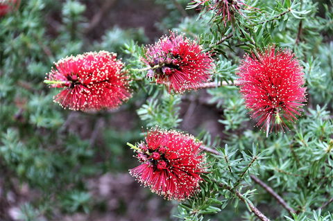 Treenbrook Cottages - Accommodation QLD 4