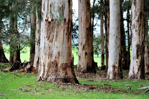 Treenbrook Cottages - Accommodation QLD 9