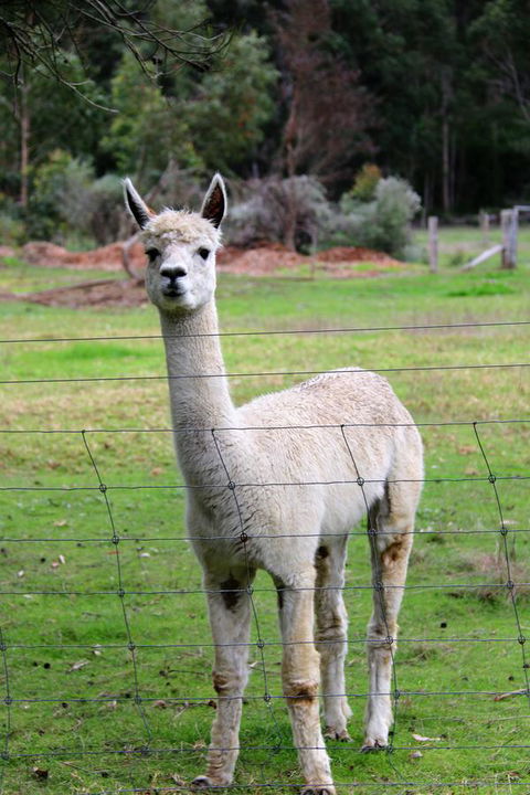 Treenbrook Cottages - Accommodation QLD 8