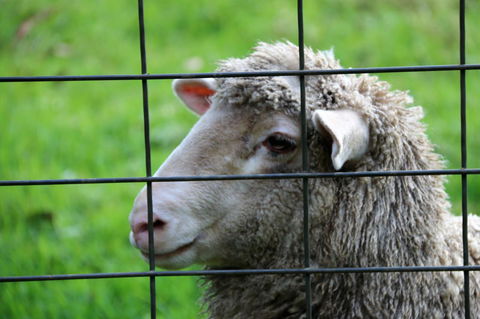 Treenbrook Cottages - Accommodation QLD 10