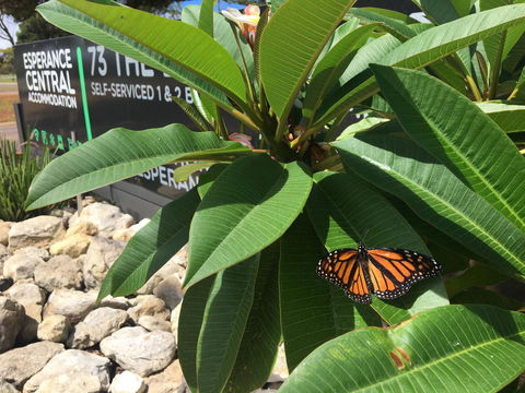 Esperance Central Accommodation - Accommodation QLD 9