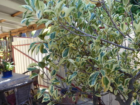 The Blacksmiths Cottage - Accommodation QLD 21