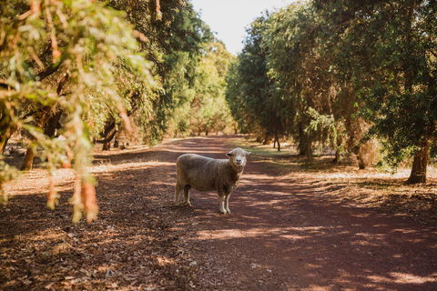 Margaret River Holiday Cottages - Accommodation QLD 21