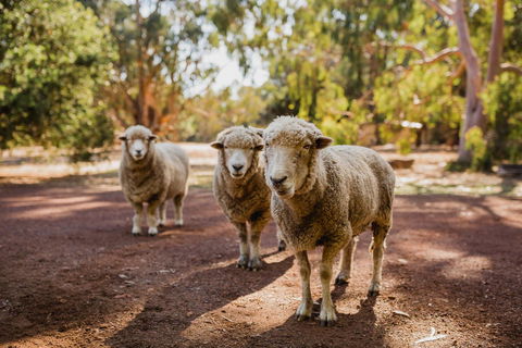 Margaret River Holiday Cottages - Accommodation QLD 15