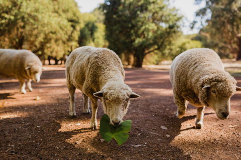 Margaret River Holiday Cottages - Accommodation QLD 26