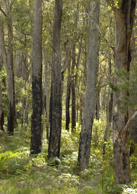 Margarets Forest - Accommodation QLD 36