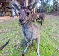 Yelverton Brook Eco Spa Retreat  Conservation Sanctuary - Accommodation QLD
