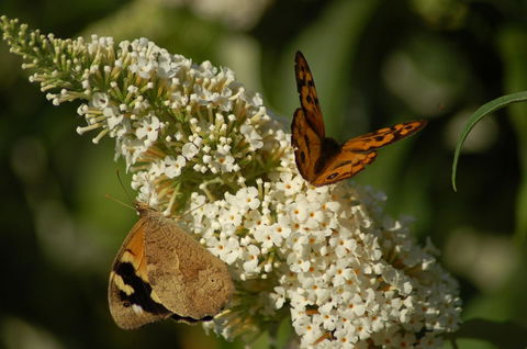 Cape Howe Cottages - Accommodation QLD 31