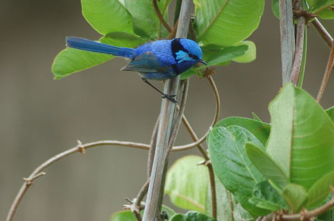 Cape Howe Cottages - Accommodation QLD 14