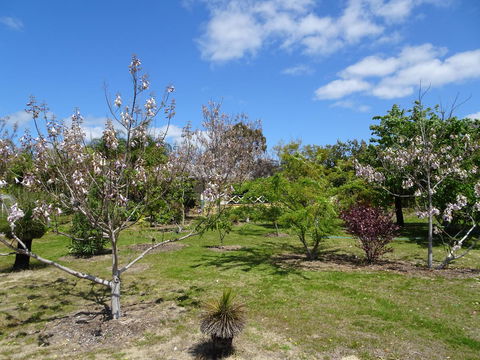 Majestichomestead B&B - Accommodation QLD 27