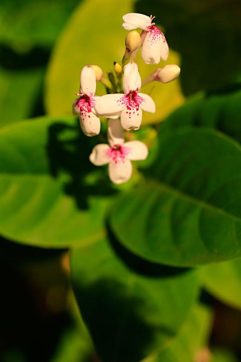 Habitat Resort - Accommodation QLD 38