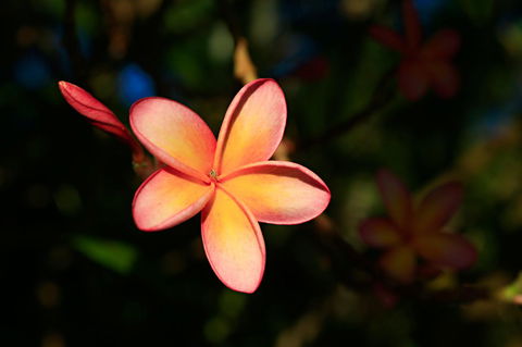 Habitat Resort - Accommodation QLD 37