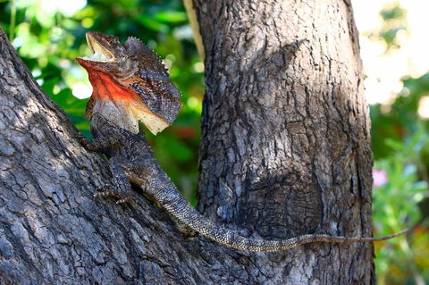 Habitat Resort - Accommodation QLD 40