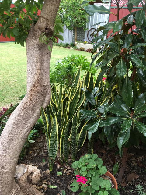 Bluebird Cottage - Accommodation QLD 30