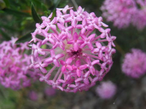 Tennessee Hill Chalets - Accommodation QLD 19