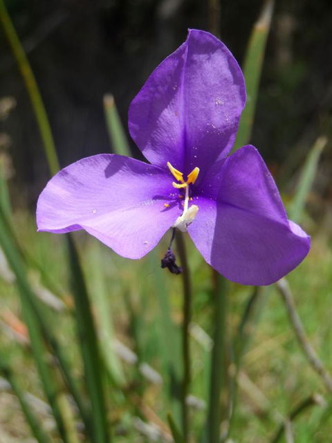 Tennessee Hill Chalets - Accommodation QLD 22