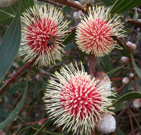 Tennessee Hill Chalets - Accommodation QLD 20