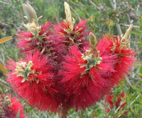 Tennessee Hill Chalets - Accommodation QLD 21