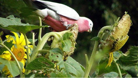 Bentwood Olive Grove Accommodation - Accommodation QLD 19