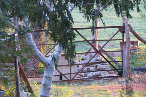 Bentwood Olive Grove Accommodation - Accommodation QLD 25