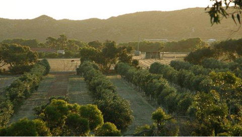 Bentwood Olive Grove Accommodation - Accommodation QLD 24