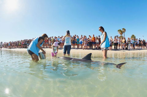 RAC Monkey Mia Dolphin Resort - Accommodation QLD 2