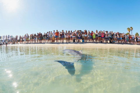 RAC Monkey Mia Dolphin Resort - Accommodation QLD 3