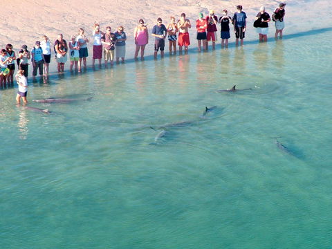 RAC Monkey Mia Dolphin Resort - Accommodation QLD 4