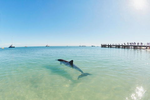 RAC Monkey Mia Dolphin Resort - Accommodation QLD 1